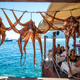 Image for article titled Swing high and thwap: How the Greeks make their octopus delicious and tender